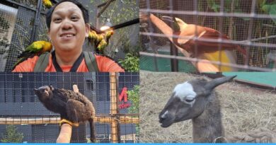 รีวิว The Mall Lifestore Jungle Walk 2026 ป่ามหัศจรรย์กลางห้าง