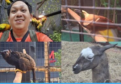 รีวิว The Mall Lifestore Jungle Walk 2026 ป่ามหัศจรรย์กลางห้าง